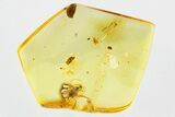Detailed Fossil Parasitoid Wasp and Springtail In Baltic Amber #315312-1